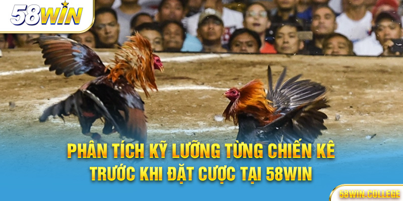 Phân tích chiến kê Đá gà 58Win